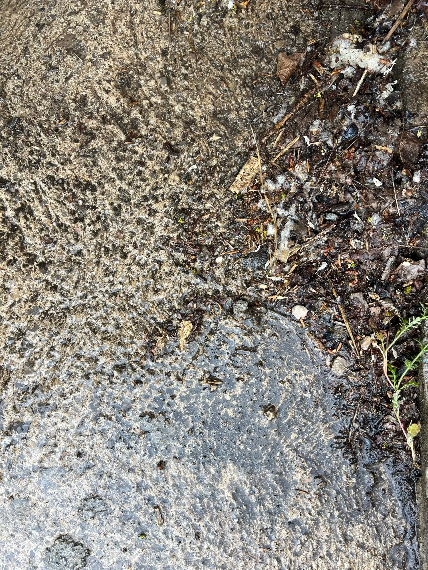 Mousses, terre et végétation incrustées dans le béton. — Éclat du Sud, Cers.